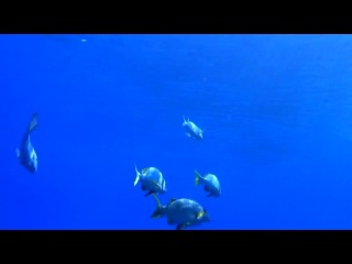 Коралловый риф 3D / Faszination Korallenriff 3D (2011)